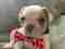 Previous Puppy